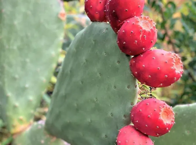 펜션 Maison Vecchio - Lecci 포르토베쉬오