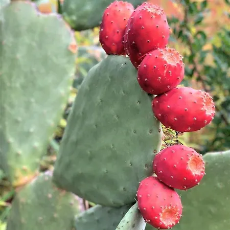 Σπίτι διακοπών Maison Vecchio - Lecci Πόρτο Βέκιο