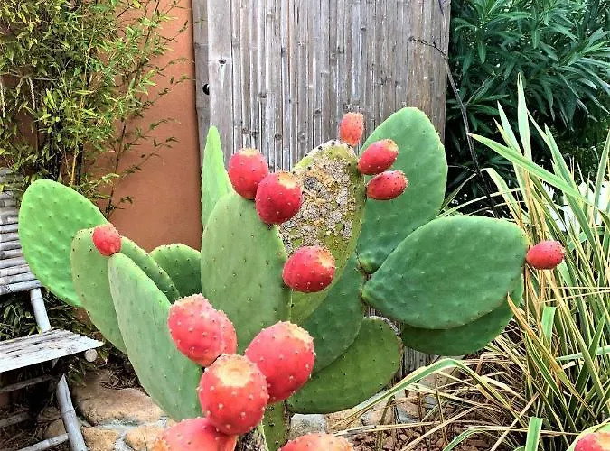 Maison Vecchio - Lecci *